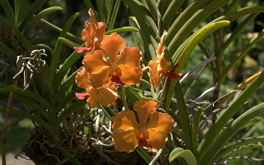 Orange orchid, Orange Orchids HD wallpaper | Pxfuel