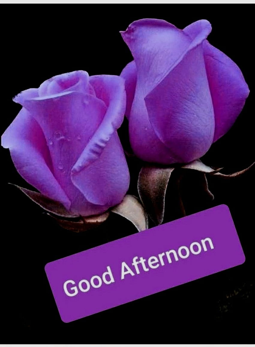 좋은 오후에요 . 좋은 오후, 좋은 아침 꽃, 좋은 아침 아름다운 꽃 HD 전화 배경 화면