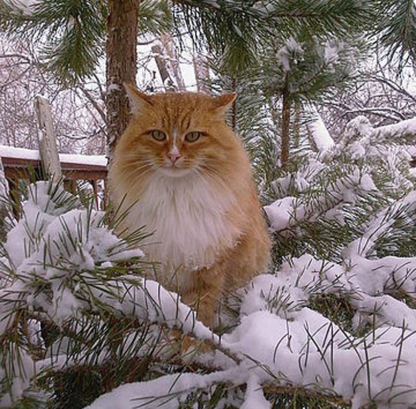 котка на бор през зимата, котка на бор, скреж, котка през зимата, сняг, дървета, борове, червена котка, красива котка HD тапет