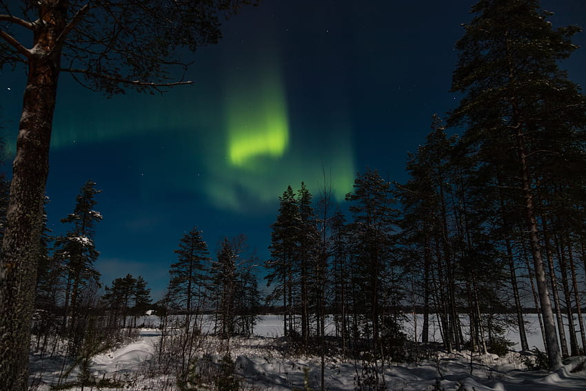 ฤดูหนาว ธรรมชาติ ต้นไม้ ท้องฟ้า กลางคืน ป่า แสงเหนือ Aurora Borealis ออโรรา วอลล์เปเปอร์ HD
