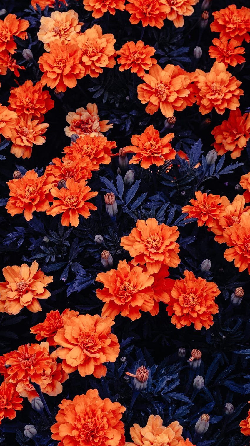 Fanfare Floral Wallpaper Orange / Cream - Wallpaper from I Love Wallpaper UK