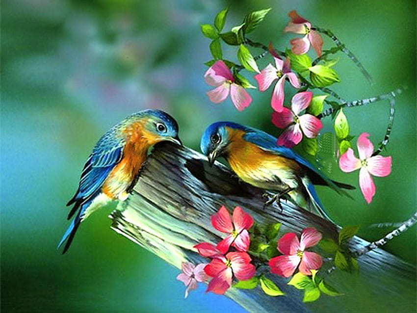 Burung Musim Semi, Burung Musim Semi Lucu Wallpaper HD