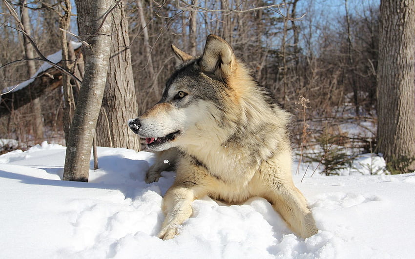 동물, 겨울, 눈, 눕다, 거짓말하다, 육식 동물, 늑대 HD 월페이퍼