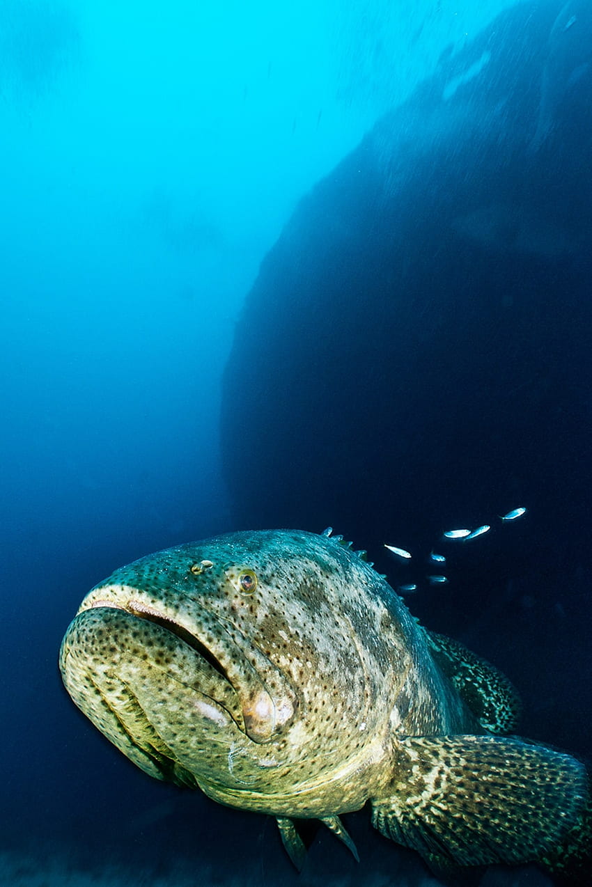 David and the Little Goliath Grouper HD phone wallpaper