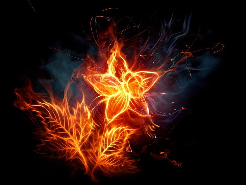 flor en llamas, bueno, gaviota, resumen, belleza fondo de pantalla