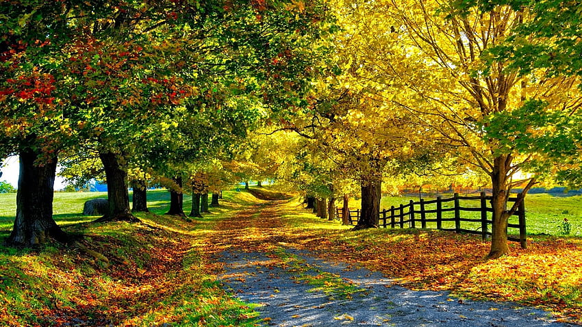 Musim, Kecantikan, , Musim Dingin, Musim Gugur, Musim Panas - Musim Panas - -, Cuaca Musim Gugur Wallpaper HD