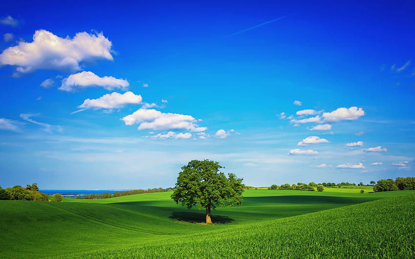 Зелен пейзаж Самотно дърво Небесносини облаци, ултра облак HD тапет