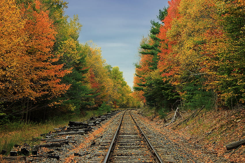 Природа, дървета, есен, път, гора, железница HD тапет