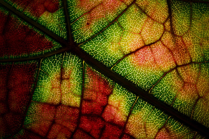 Autumn, Macro, Multicolored, Motley, Leaf, Sheet, Veins HD wallpaper