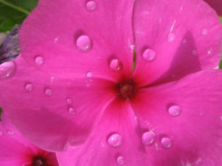 My Vinka 2, rain, graphy, drops, vinka, pink, plant, petals, flower, pot HD wallpaper