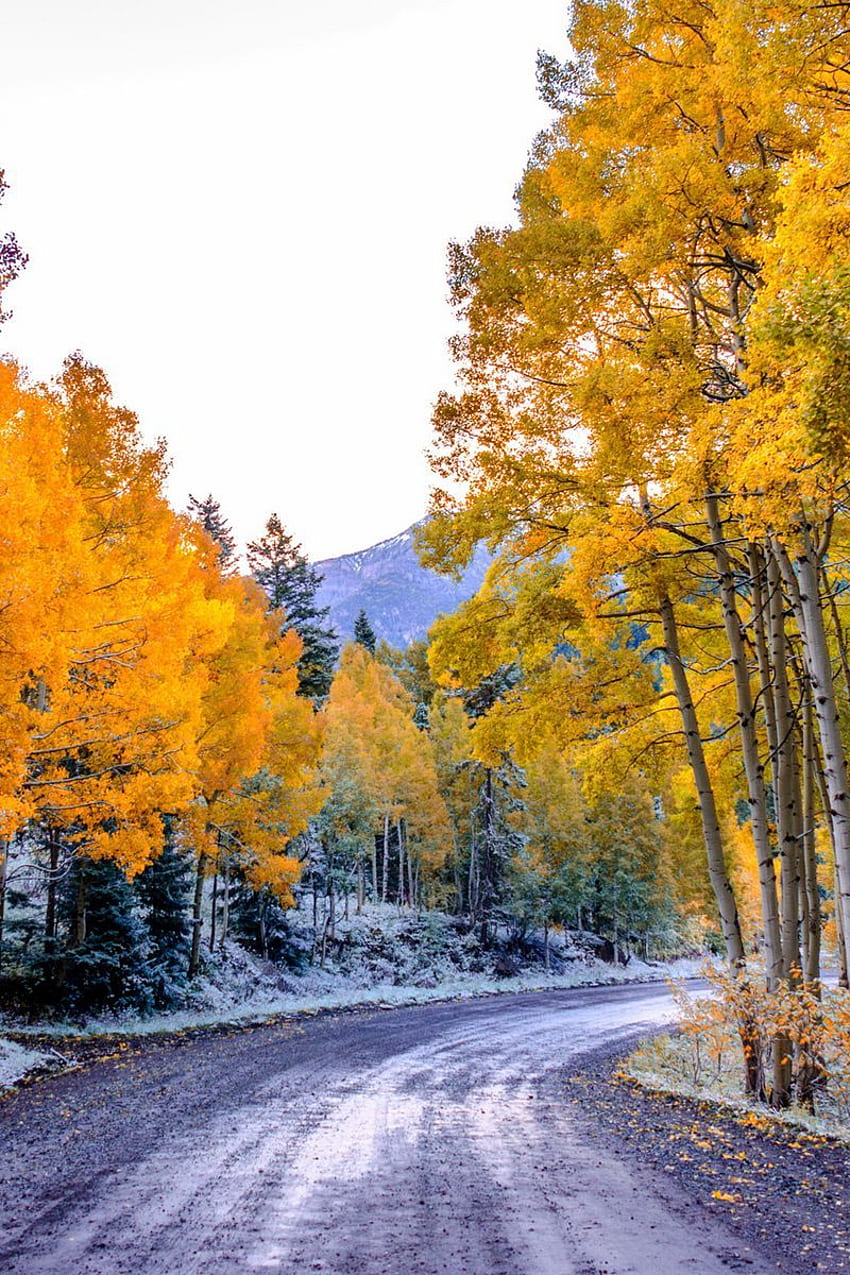 Aspen, Colorado, Usa, Trees, Fall, Twist Iphone 4s 4 For Parallax