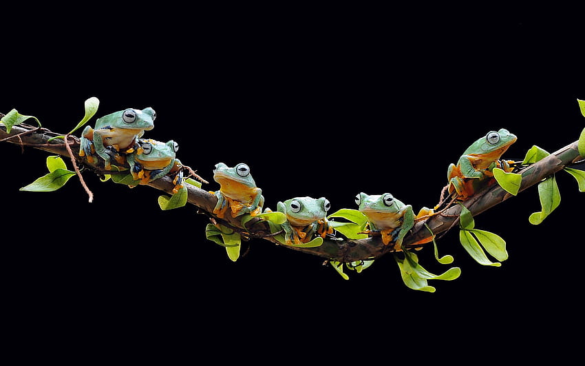 Page 16, a frog HD wallpapers