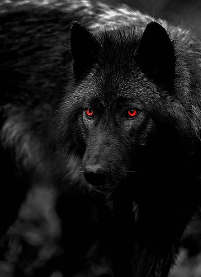 Schwarzer rotäugiger Wolf. Wolfsaugen, roter, schwarzer Wolf mit roten Augen HD-Handy-Hintergrundbild