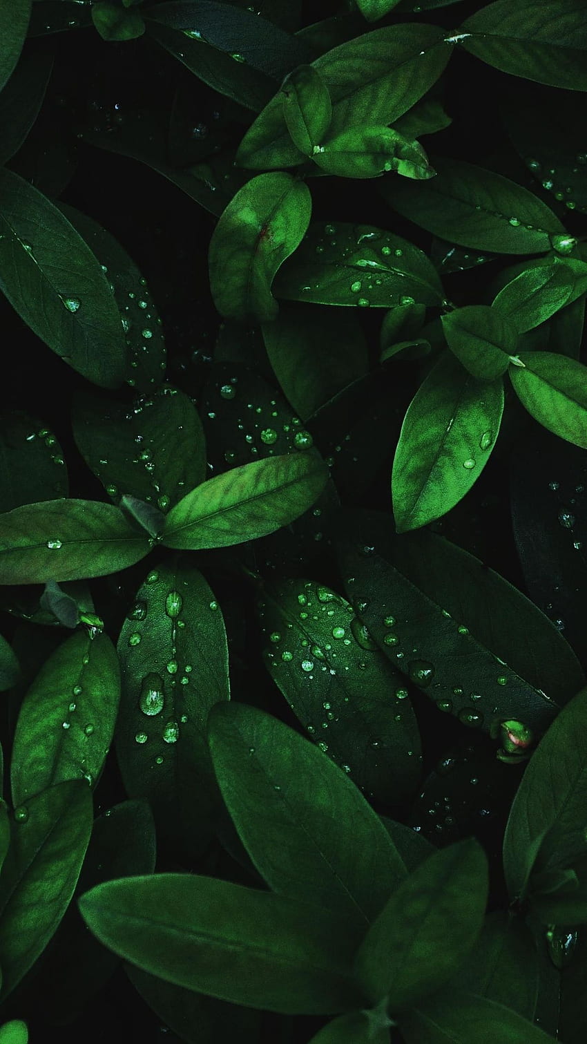 Flora, gocce, foglie verdi, . Lascia iPhone, Android, estetica verde scuro Sfondo del telefono HD