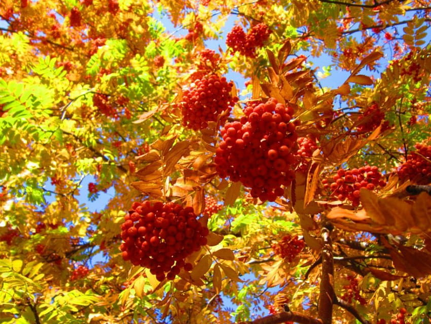 Pohon Musim Gugur, buah, grafik, musim gugur, warna, emas, jeruk, pohon, daun, bulgaria, musim gugur, alam Wallpaper HD