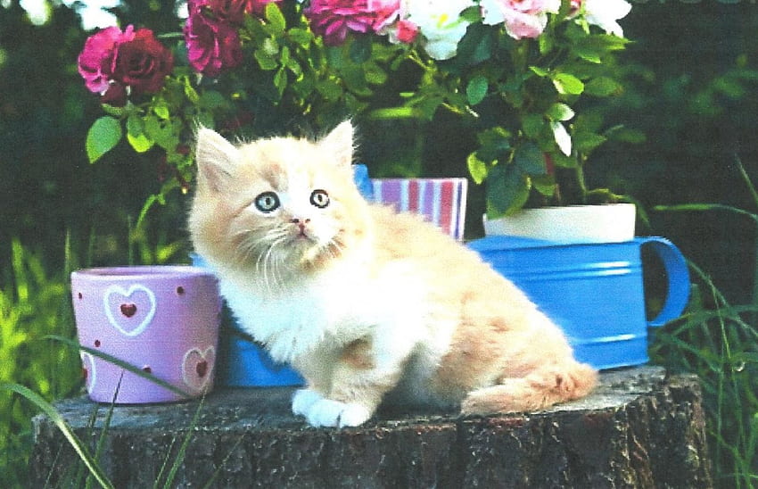 Seekor anak kucing dengan ember, anak kucing, bunga, ember, batang kayu Wallpaper HD