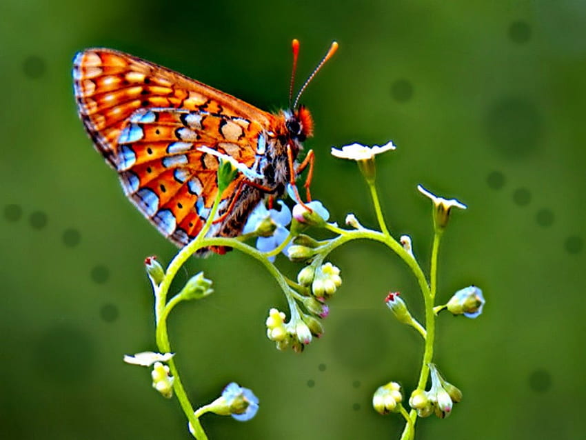 SWIRLS OF A BUTTERFLY, small flowers, wild, spring, close up, butterflies, butterfly, swirls, animals, vine, , nature, macro HD wallpaper
