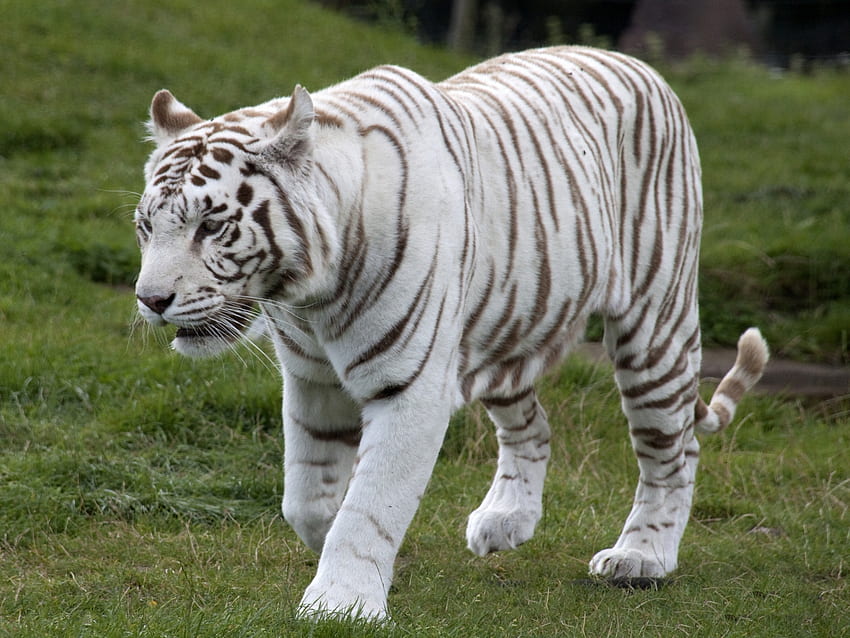 biały, tygrys, afryka, koty, duży, tygrys Tapeta HD