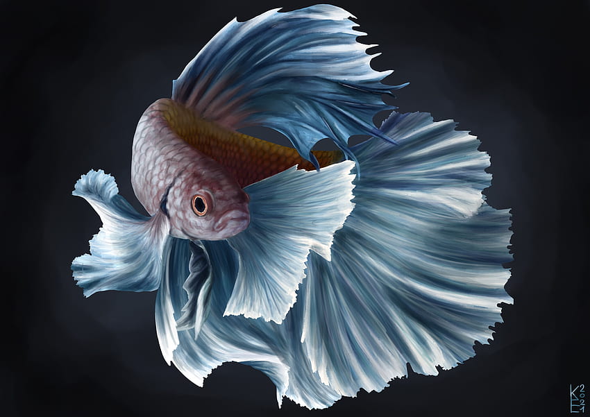 Fisch, schwarz, fantasie, elisa krings, blau, betta HD-Hintergrundbild