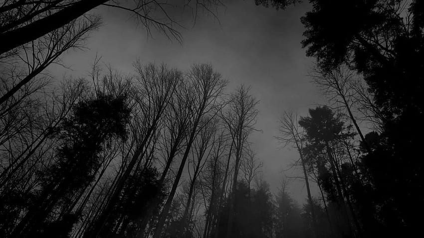 Forest Black White Dark Forest. Creepypasta HD wallpaper