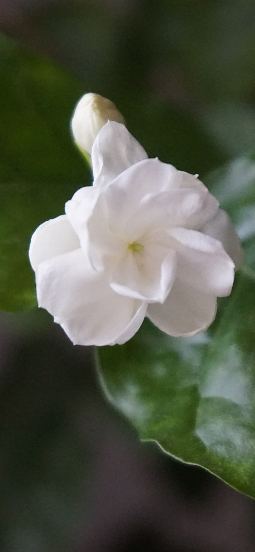 White Jasmine Flower Close Up, Green Leaves IPhone 11 HD phone wallpaper