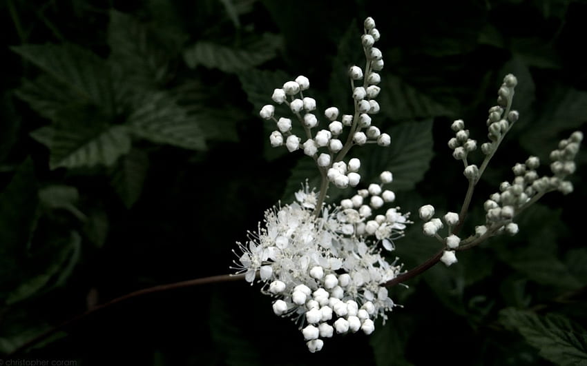 Flower hedgerow, white, flowers HD wallpaper