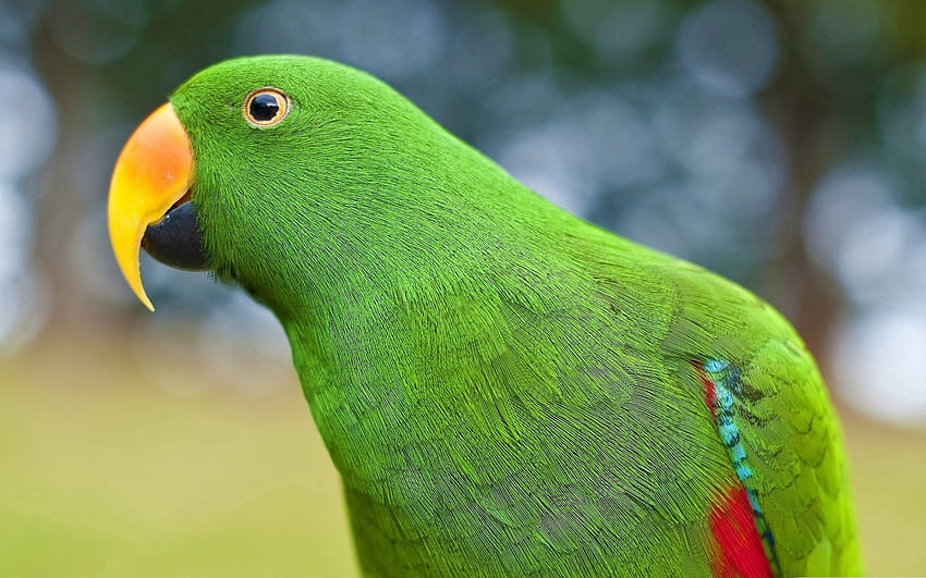 Animals, Parrots, Bird, Beak HD wallpaper
