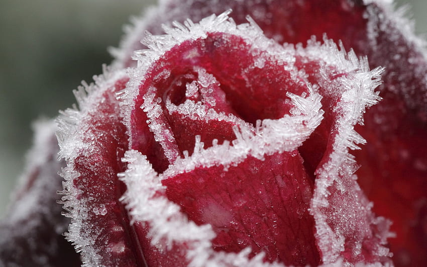 Frozen in THYME. Frozen rose, Rose , Winter flowers HD wallpaper