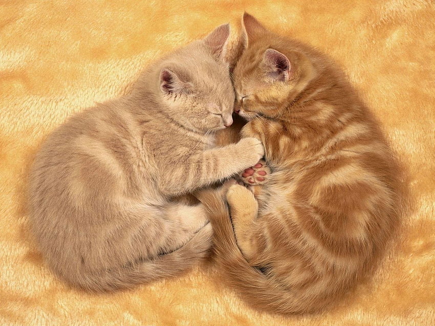 Cuddling gatinhos, animal, gatinho, carinho, fofo, gato, adorável papel de parede HD