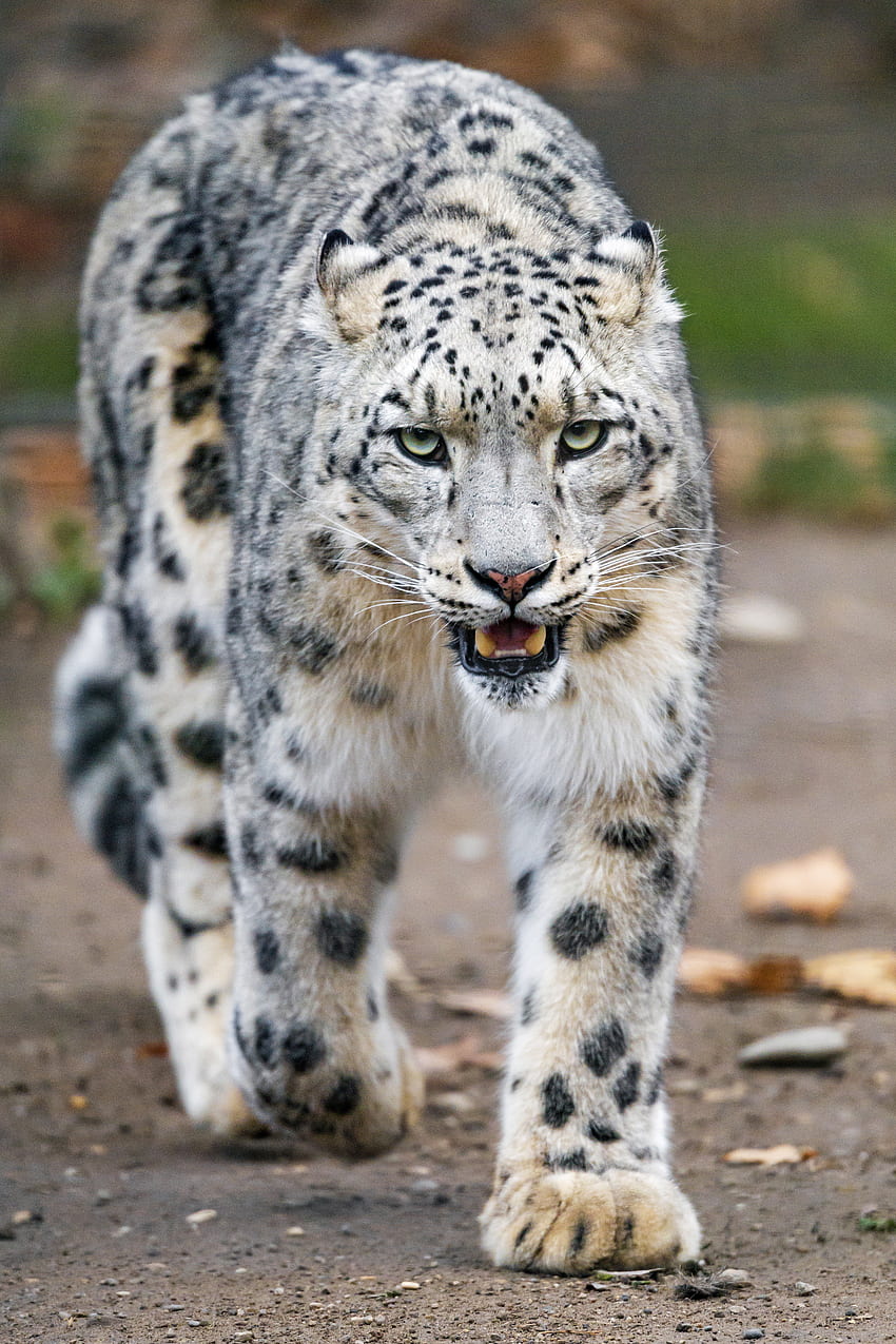 Animais, Snow Leopard, Predador, Big Cat, Patas Papel de parede de celular HD