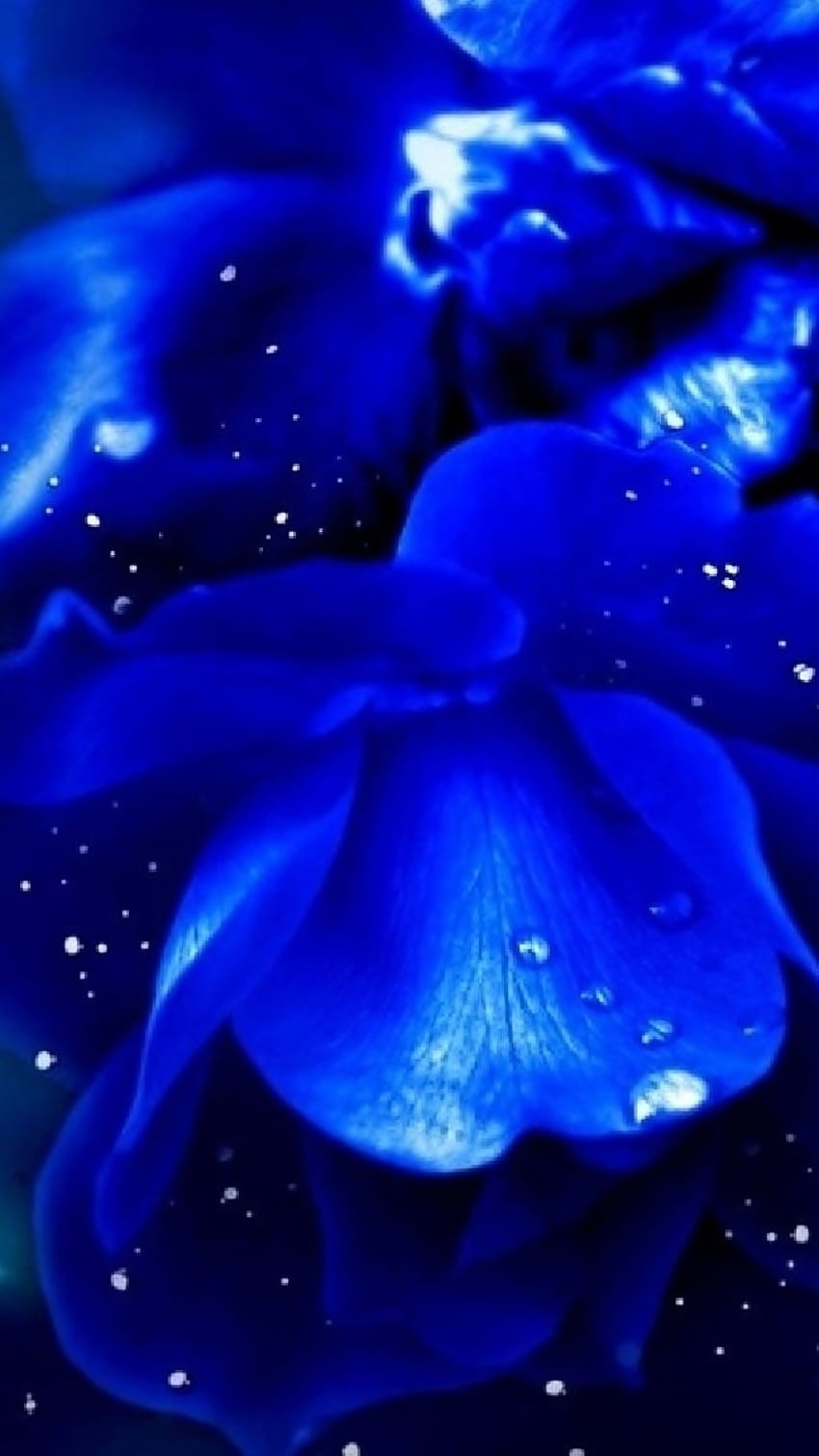 青い花、ロイヤル ブルー、バラの花びら HD電話の壁紙
