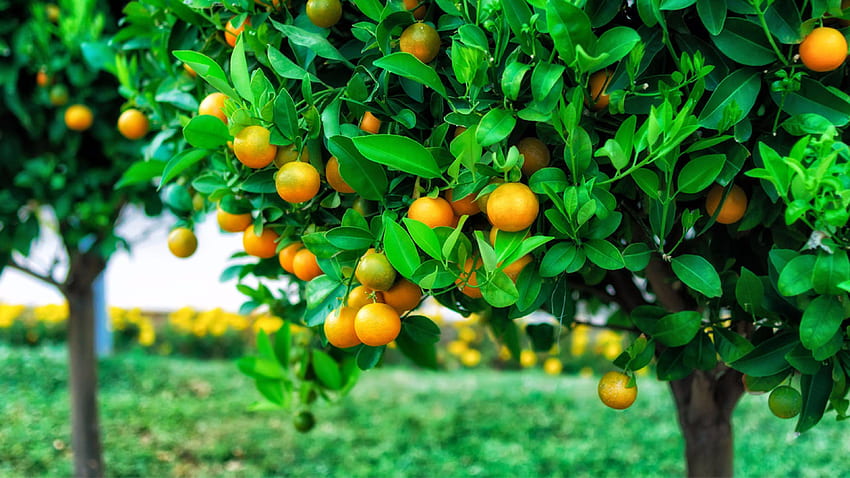 Fruits Tree , Citrus Tree HD wallpaper