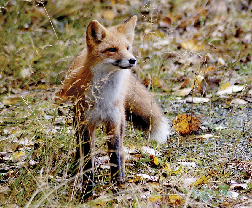 red fox. Diet, Behavior, & Adaptations, Black and Red Fox HD wallpaper