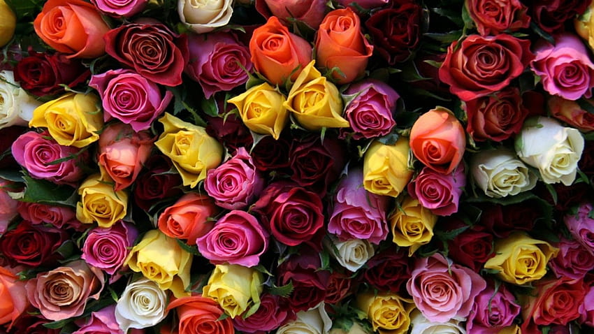 バラ、花、素晴らしい、幸せな色 高画質の壁紙