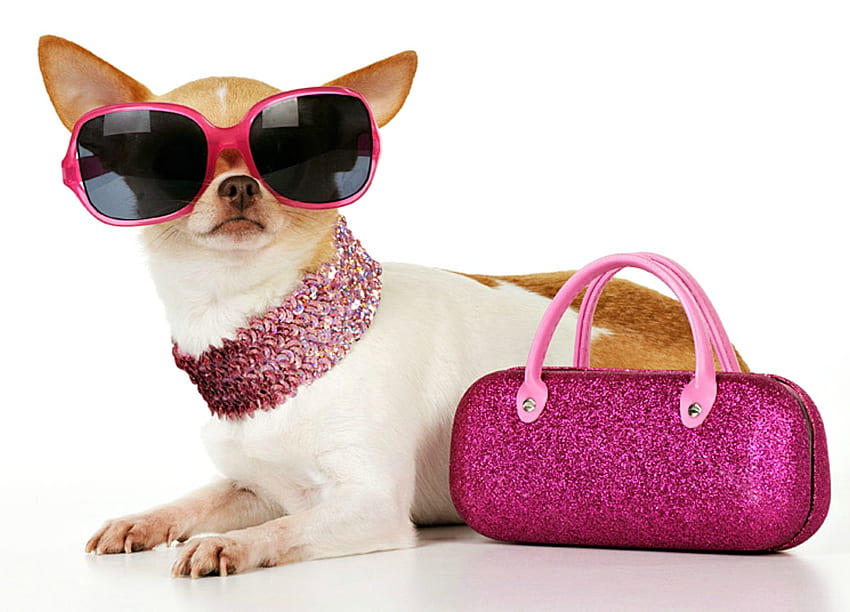 Diva kecil, anjing, tas, imut, dompet, anak anjing, merah muda, kacamata hitam, lucu, chihuahua, caine Wallpaper HD
