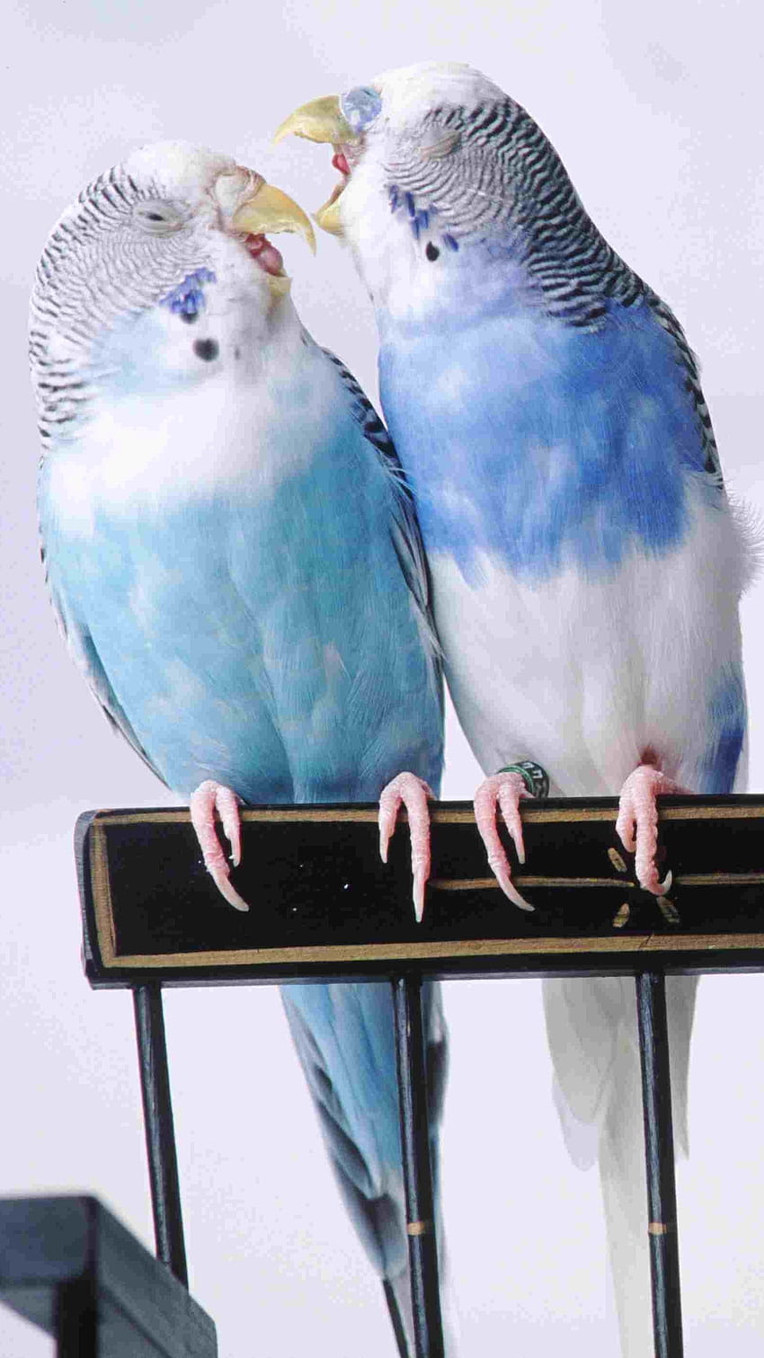 Love Birds, Blue Love Birds, blue, love, birds HD phone wallpaper ...