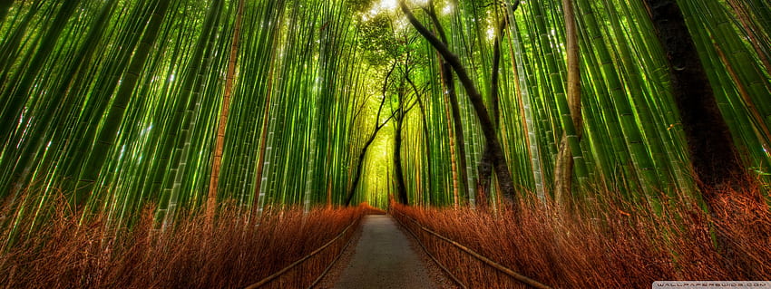Bamboo Forest Ultra Background for : Multi Display, Dual Monitor : 태블릿 : 스마트폰, Zen Nature Dual HD 월페이퍼