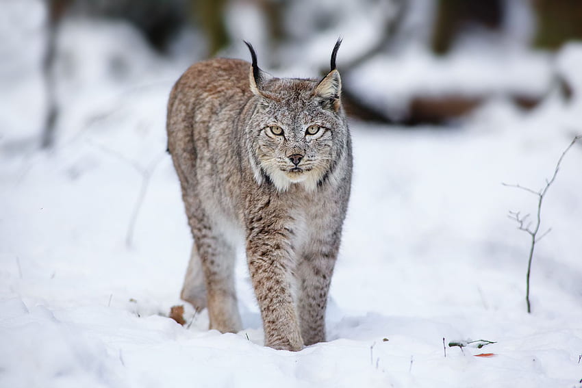 Cats, Lynx, Animals, Winter, Snow /, Wild Animals in Snow HD wallpaper |  Pxfuel