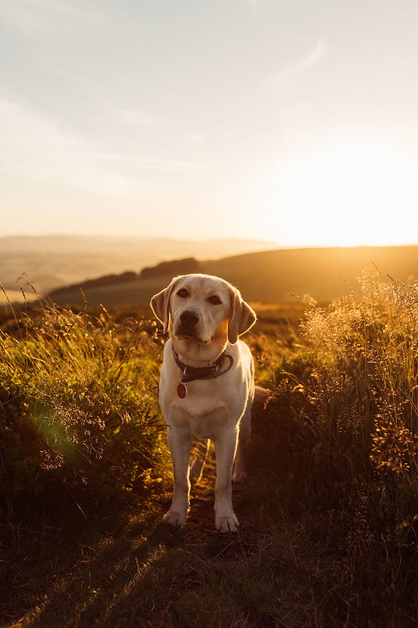 zwierzęta, zachód słońca, trawa, pies, labrador Tapeta na telefon HD