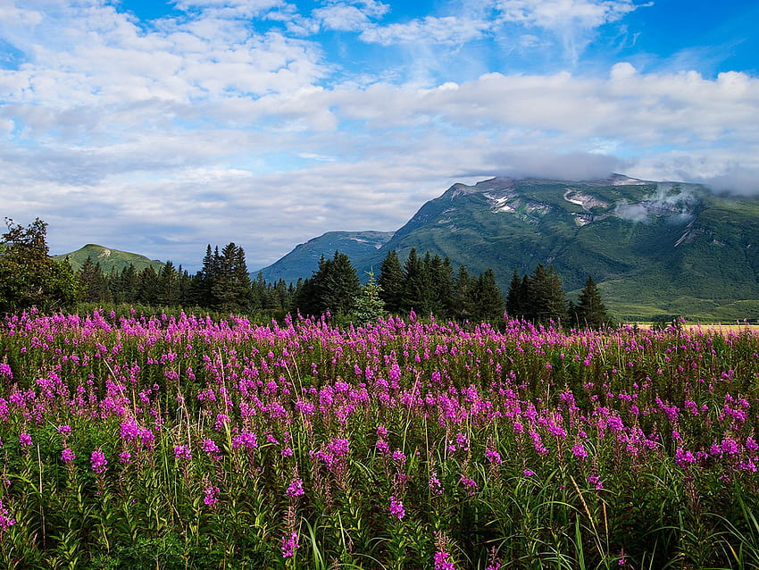Fiori di prato primaverile con alberi viola Montagna con foresta sempreverde, cielo con nuvole bianche Parco nazionale Alaska per laptop Sfondo HD