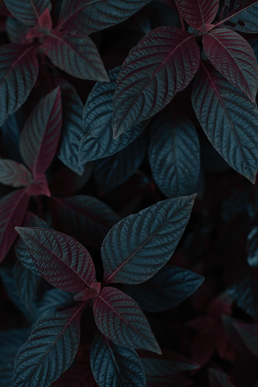 Leaves, Plant, Dark, Stem, Stalk HD phone wallpaper