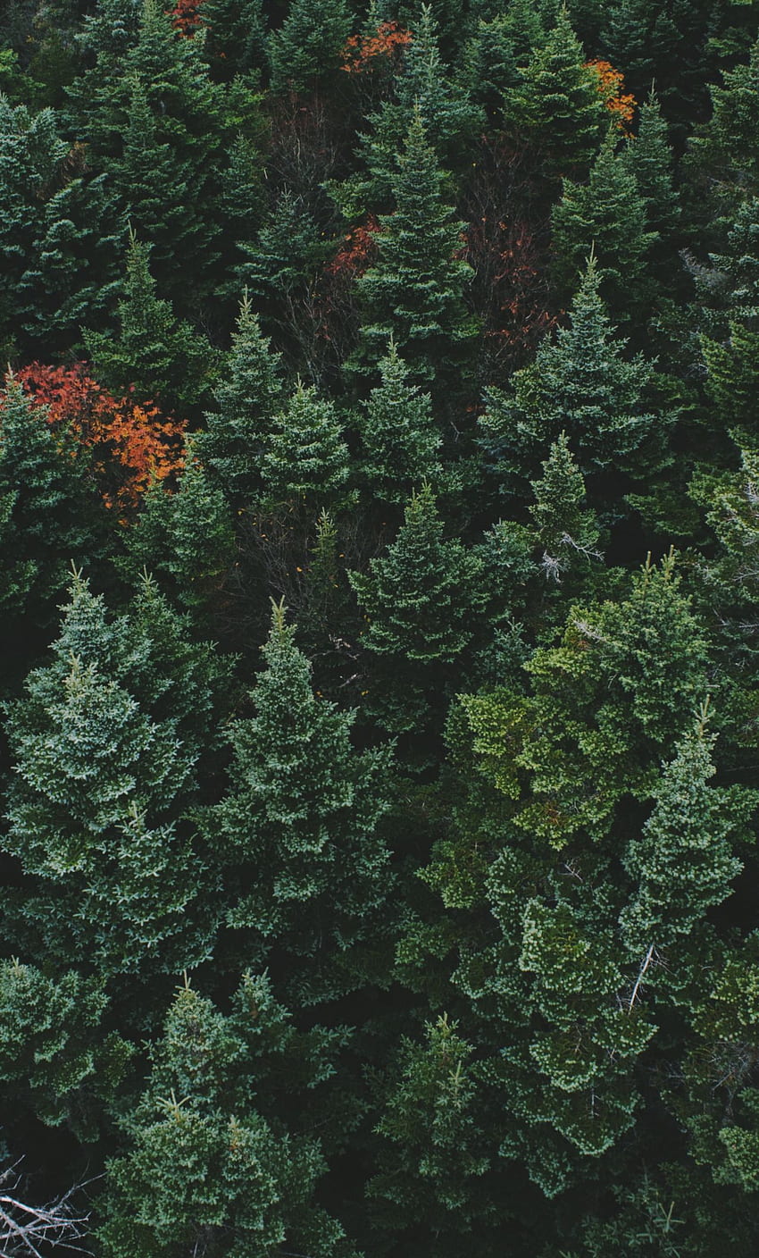 strzał z drona, las, zielone drzewa, natura, iphone 6 plus, , tło, 15689 Tapeta na telefon HD