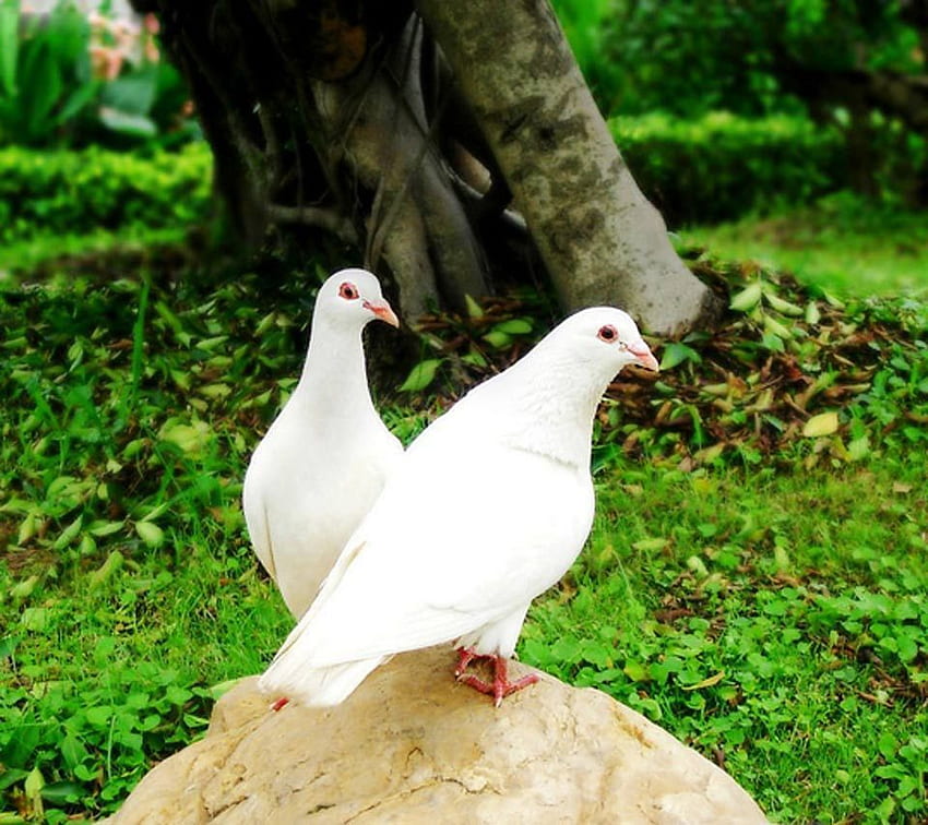 Ernesto Garcia on Wedding doves. White pigeon HD wallpaper