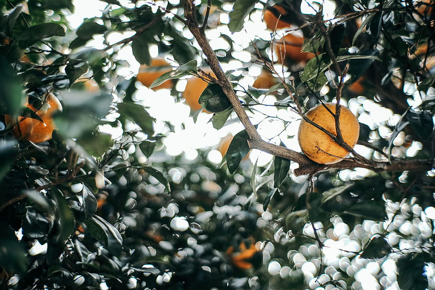 Nature, Leaves, Branch, Fruit, Mandarin, Tangerine HD wallpaper