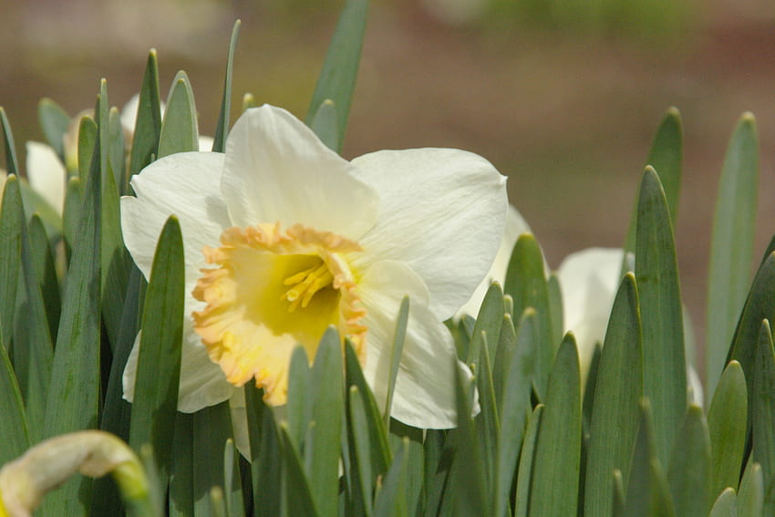 Daffodil in the Sun, Flowers, Landscape, May, Spring, Daffodils HD wallpaper