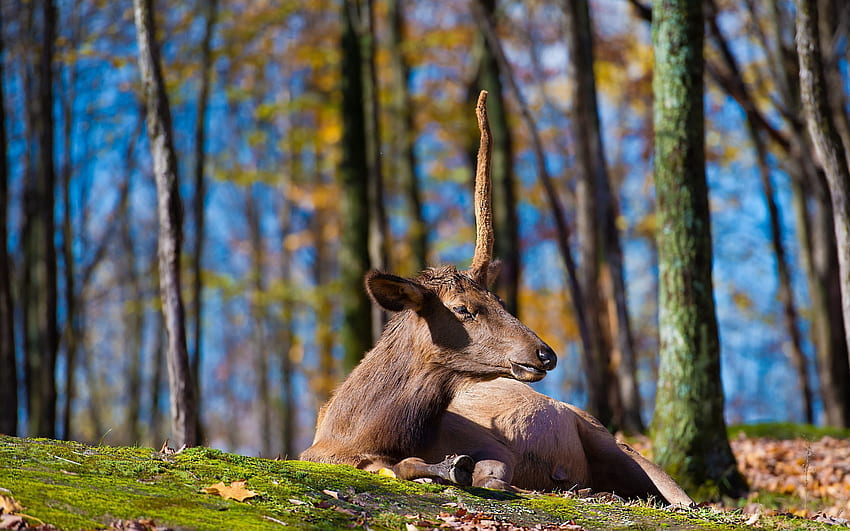 Animals, Trees, Grass, Sit, Deer HD wallpaper