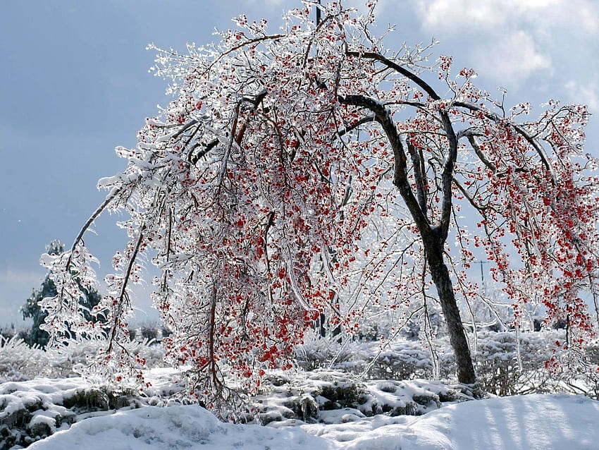 자연, 얼음, 눈, 나무, 나무, 가지, 지점, 과일 HD 월페이퍼