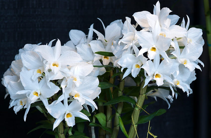 Flowers, Background, Flower, Snow White, Stems, Orchid, Snow-White HD wallpaper