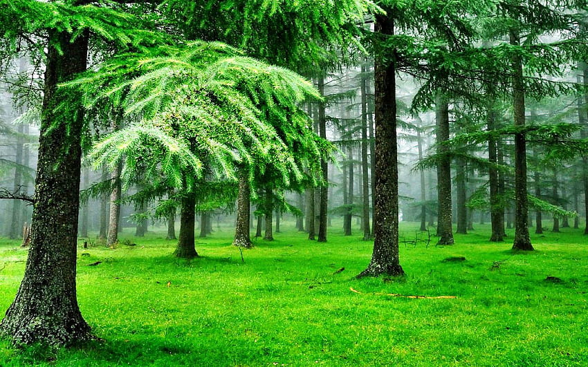 ในป่า ต้นไม้ กลางแจ้ง ป่า ธรรมชาติ วอลล์เปเปอร์ HD