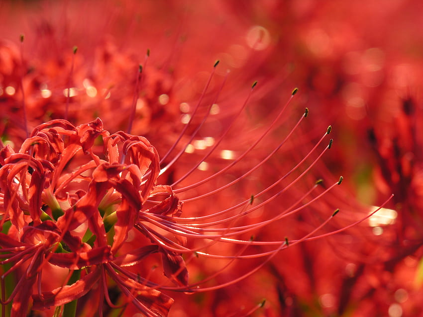 Lycoris radiata - hoa đỗ quyên xứ Nhật được biết đến như một quốc hoa thể hiện sự tao nhã và thanh cao của văn hóa Nhật Bản. Hãy đến và thưởng thức những đóa hoa này tại hình ảnh liên quan.